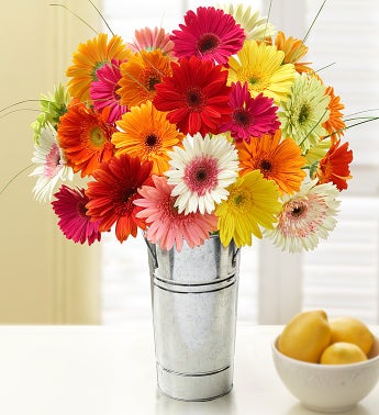 Gerbera Daisy Bouquet, 12-24 Stems