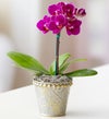 October - Mini Phalaenopsis Orchid