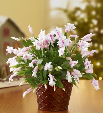 Winter White Zygo Cactus