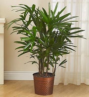 Raphis Palm Floor Plant