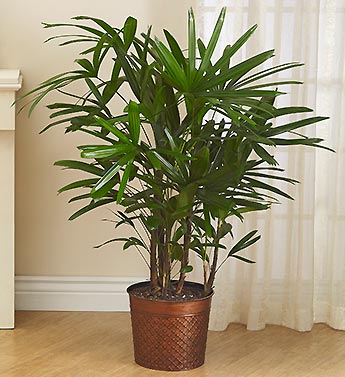 Raphis Palm Floor Plant for Sympathy