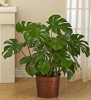 Philodendron Monstera Floor Plant for Sympathy