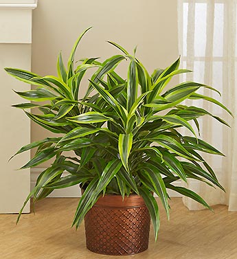 Dracaena Gold Star Floor Plant for Sympathy