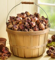 Bushel of Bulbs