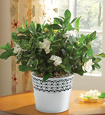 Grand Gardenia?
