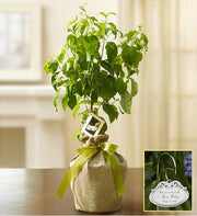Babies First Dogwood Tree