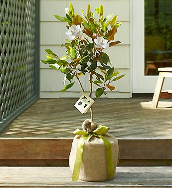 Our First Magnolia Tree