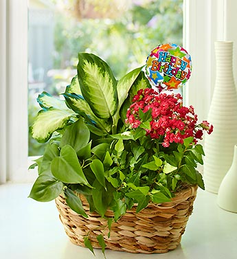 Happy Birthday Garden