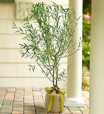 Willow Tree