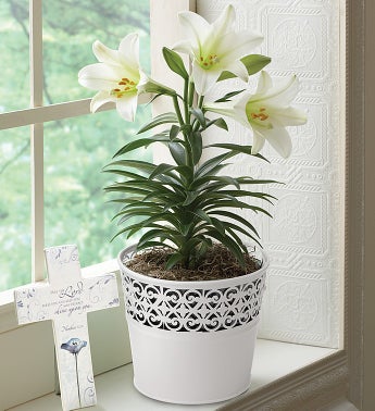 Easter Blessing Lily for Sympathy