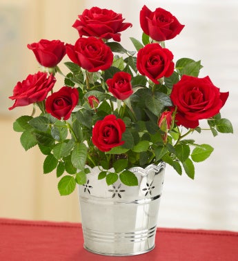 Red Rose Sympathy