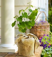 Grape Bush for Sympathy