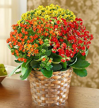 Autumn Kalanchoe