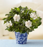 Graceful Gardenia