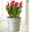 March - Tulips