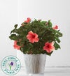 May - Hibiscus