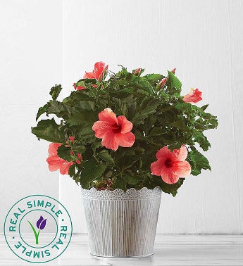 May - Hibiscus