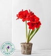 December - Real Simple Holiday Amaryllis