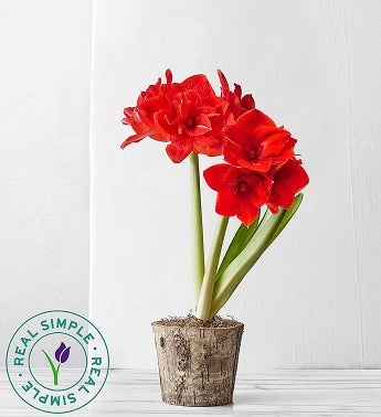 December - Real Simple Holiday Amaryllis