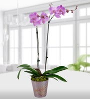 Pink Orchid