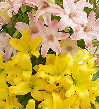 Assorted Lilies 100 Stems