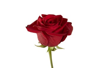 /Freedom Roses- Special Order!