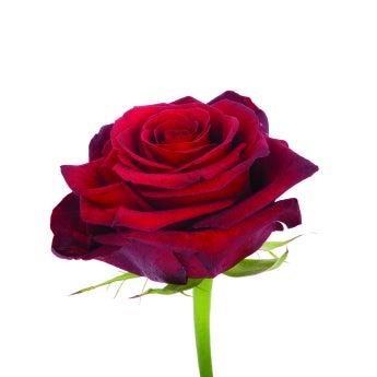 Paris Roses- Special Order!