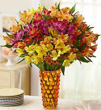 Autumn Peruvian Lilies, 100 Blooms