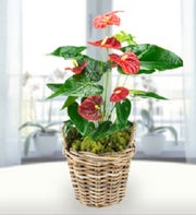 Anthurium