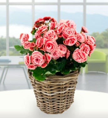 Begonia