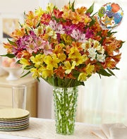 Peruvian Lily, 50-100 Blooms for Congrats
