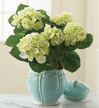 white hydrangea in teal blue canister