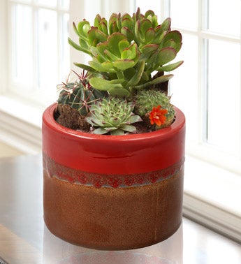 assorted cacti in ceramic planter