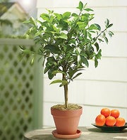 Blood Orange Patio Tree