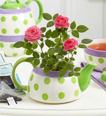 Rose Plant