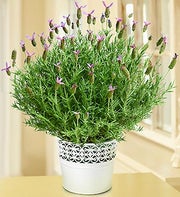 Lavender Blossoms