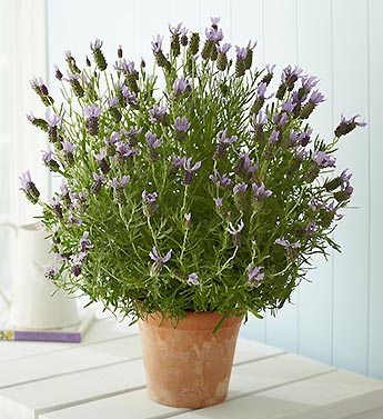 Summer Lavender Plant