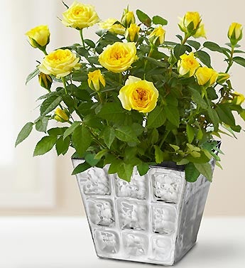 Modern Rose Plant