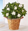 August - Blooming Gardenia Basket