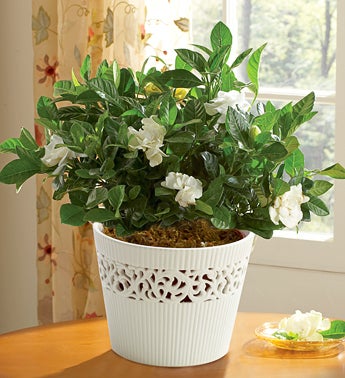 Grand Gardenia For Sympathy