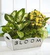 July - Bloom