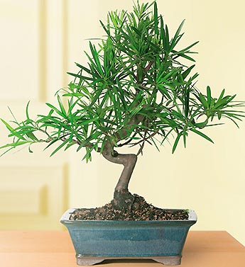 /Podocarpus Ficus Bonsai