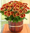 November - Autumn Harvest Mum