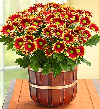 November - Autumn Harvest Mum