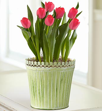March - Tulips