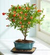 June - Pomegrante Bonsai