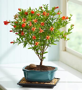 June - Pomegrante Bonsai