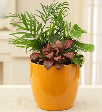 Vibrant Dish Garden