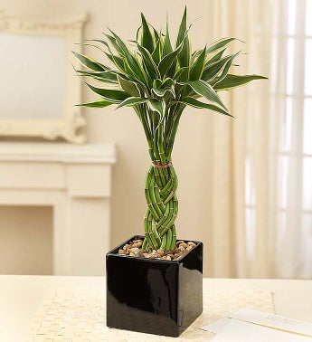 September - Modern Bamboo