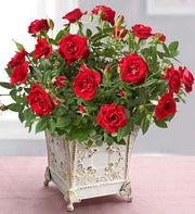 Royal Red Rose